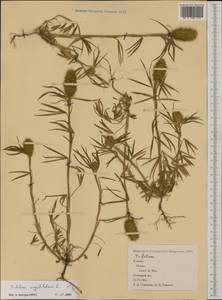 Trifolium angustifolium L., Western Europe (EUR) (Spain)