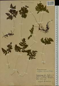 Gymnocarpium dryopteris (L.) Newman, Siberia, Baikal & Transbaikal region (S4) (Russia)