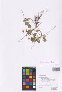 Viola suavis M. Bieb., Eastern Europe, Central forest-and-steppe region (E6) (Russia)