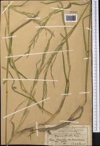 Glyceria notata Chevall., Middle Asia, Western Tian Shan & Karatau (M3) (Kazakhstan)