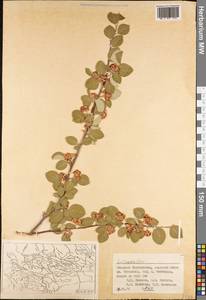 Cotoneaster, Middle Asia, Western Tian Shan & Karatau (M3) (Tajikistan)