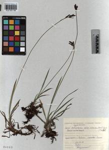 KUZ 003 199, Carex orbicularis Boott, Siberia, Altai & Sayany Mountains (S2) (Russia)