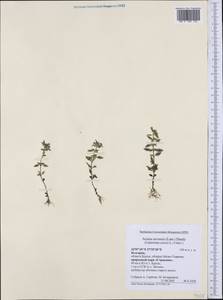 Clinopodium acinos (L.) Kuntze, Western Europe (EUR) (Bulgaria)