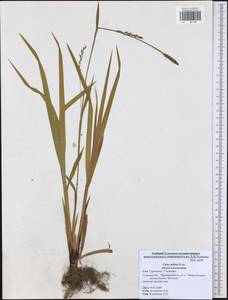 Carex pilosa Scop., Eastern Europe, Central region (E4) (Russia)