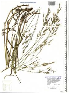 Bromus variegatus M.Bieb., Caucasus, Stavropol Krai, Karachay-Cherkessia & Kabardino-Balkaria (K1b) (Russia)