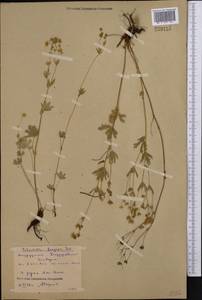 Potentilla longipes Ledeb., Middle Asia, Northern & Central Kazakhstan (M10) (Kazakhstan)