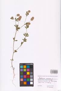 Trifolium arvense L., Eastern Europe, North-Western region (E2) (Russia)