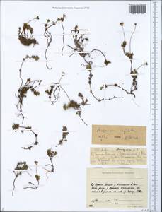 Androsace chamaejasme subsp. lehmanniana (Spreng.) Hultén, Siberia, Yakutia (S5) (Russia)