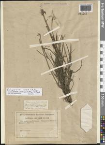 Scorzonera cana (C. A. Mey.) O. Hoffm., Eastern Europe, Lower Volga region (E9) (Russia)