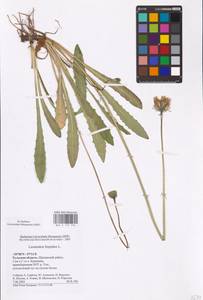 Leontodon hispidus L., Eastern Europe, Central region (E4) (Russia)