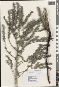 Onosma polychroma Klokov, Eastern Europe, Lower Volga region (E9) (Russia)