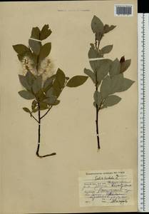 Salix hastata L., Eastern Europe, Northern region (E1) (Russia)