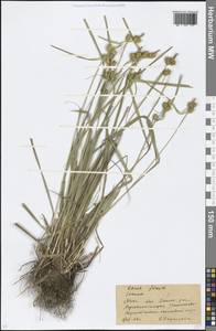 Carex flava L., Eastern Europe, Moscow region (E4a) (Russia)