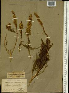 Myricaria bracteata Royle, South Asia, South Asia (Asia outside ex-Soviet states and Mongolia) (ASIA) (China)
