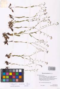 MHA 0 153 293, Myosotis nemorosa Besser, Eastern Europe, Central region (E4) (Russia)