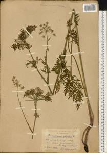 Thysselinum palustre (L.) Hoffm., Eastern Europe, Central forest-and-steppe region (E6) (Russia)