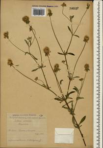Lomelosia micrantha (Desf.) Greuter & Burdet, Crimea (KRYM) (Russia)