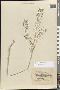 Barbarea vulgaris W. T. Aiton, Eastern Europe, Moscow region (E4a) (Russia)