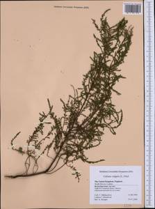 Calluna vulgaris (L.) Hull, Western Europe (EUR) (United Kingdom)