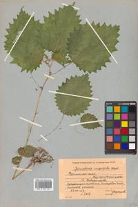 Laportea cuspidata (Wedd.) Friis, Siberia, Russian Far East (S6) (Russia)