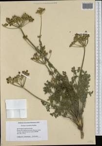 Zosima absinthifolia (Vent.) Link, Middle Asia, Caspian Ustyurt & Northern Aralia (M8) (Kazakhstan)
