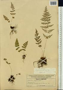 Cystopteris fragilis (L.) Bernh., Eastern Europe, Moscow region (E4a) (Russia)