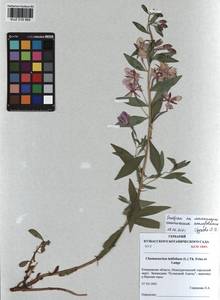 Chamaenerion latifolium (L.) Sweet, Siberia, Altai & Sayany Mountains (S2) (Russia)