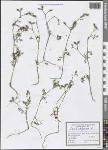 Caucalis platycarpos L., South Asia, South Asia (Asia outside ex-Soviet states and Mongolia) (ASIA) (Iran)