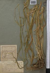 Elymus drobovii (Nevski) Tzvelev, Middle Asia, Pamir & Pamiro-Alai (M2) (Tajikistan)