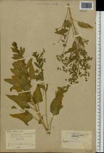 Spinacia oleracea, Eastern Europe, North Ukrainian region (E11) (Ukraine)