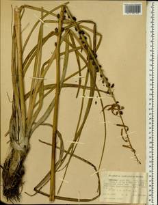 Kniphofia isoetifolia Hochst., Africa (AFR) (Ethiopia)