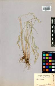 Poa palustris L., Siberia, Baikal & Transbaikal region (S4) (Russia)