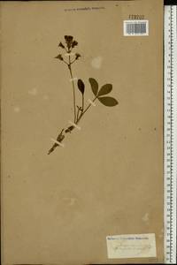 Menyanthes trifoliata L., Eastern Europe, Moscow region (E4a) (Russia)
