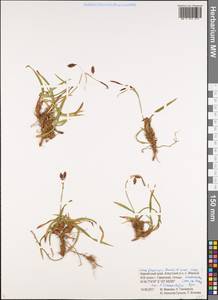 Carex krascheninnikovii Kom. ex V.I.Krecz., Siberia, Chukotka & Kamchatka (S7) (Russia)