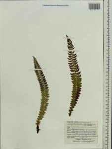 Polystichum lonchitis (L.) Roth, Eastern Europe, Northern region (E1) (Russia)