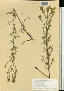 Centaurea pseudomaculosa Dobrocz, Eastern Europe, Central forest-and-steppe region (E6) (Russia)