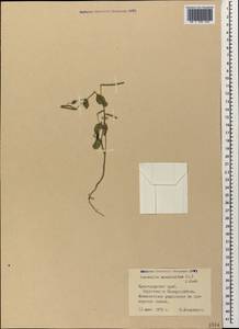 Coronilla scorpioides (L.)Koch, Caucasus, Black Sea Shore (from Novorossiysk to Adler) (K3) (Russia)