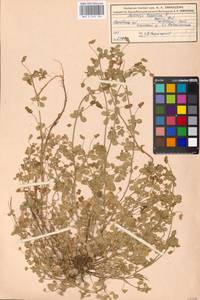 Medicago lupulina L., Eastern Europe, Moscow region (E4a) (Russia)