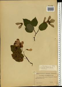 Acer tataricum L., Eastern Europe, Middle Volga region (E8) (Russia)