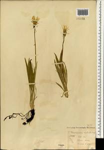 Scorzonera radiata Fisch. ex Colla, Mongolia (MONG) (Mongolia)