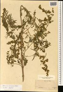 Artemisia sieversiana Ehrh. ex Willd., South Asia, South Asia (Asia outside ex-Soviet states and Mongolia) (ASIA) (Japan)