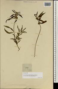 Leucas lavandulifolia Sm., South Asia, South Asia (Asia outside ex-Soviet states and Mongolia) (ASIA) (Philippines)