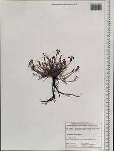 Dianthus repens Willd., Siberia, Central Siberia (S3) (Russia)