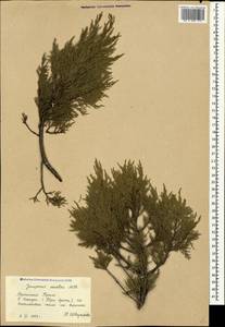 Juniperus excelsa M.Bieb., Crimea (KRYM) (Russia)