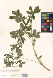 Potentilla intermedia L., Eastern Europe, Moscow region (E4a) (Russia)