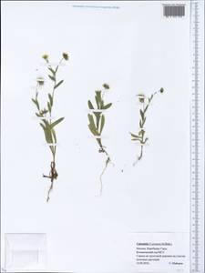 Calendula arvensis L., Eastern Europe, Moscow region (E4a) (Russia)