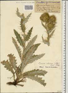 Cirsium echinus (M. Bieb.) Hand.-Mazz., Caucasus, Armenia (K5) (Armenia)