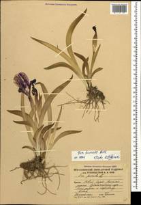 Iris aphylla L., Caucasus, South Ossetia (K4b) (South Ossetia)