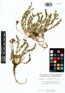 Oxytropis microphylla (Pall.)DC., Siberia, Baikal & Transbaikal region (S4) (Russia)
