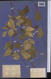 Rivina humilis L., America (AMER) (Not classified)